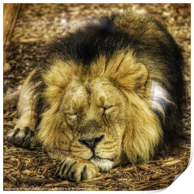Lion sleeps tonight Print by Sarah Paddison