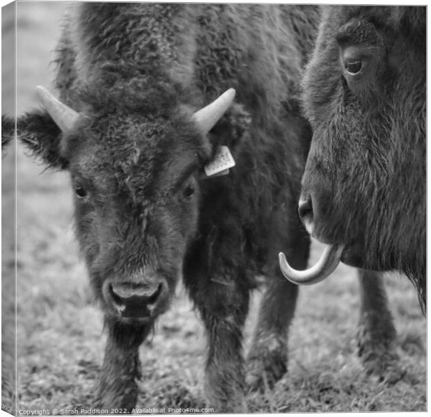 Bison sticking tongue out Canvas Print by Sarah Paddison