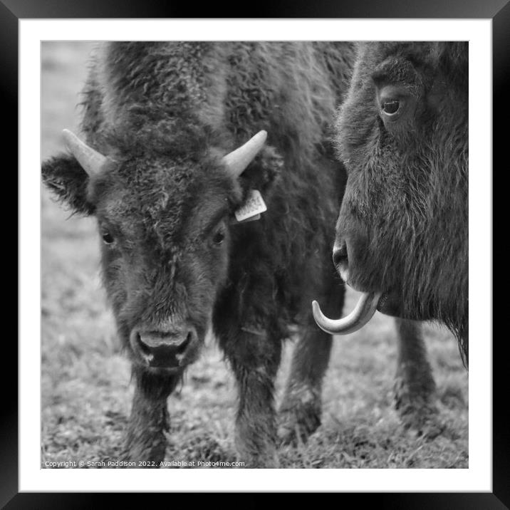 Bison sticking tongue out Framed Mounted Print by Sarah Paddison