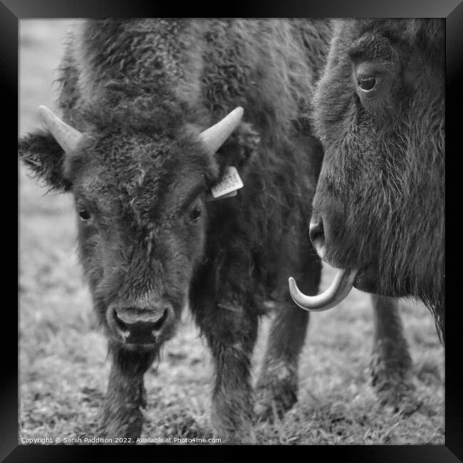 Bison sticking tongue out Framed Print by Sarah Paddison