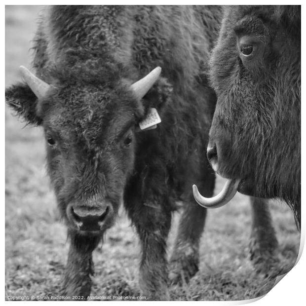 Bison sticking tongue out Print by Sarah Paddison