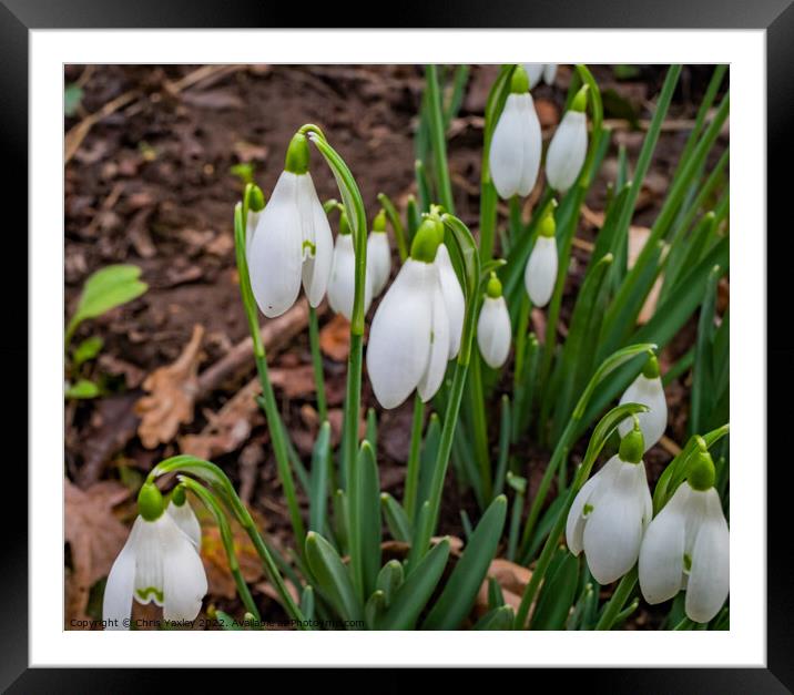 Wild Snowdrops Framed Mounted Print by Chris Yaxley