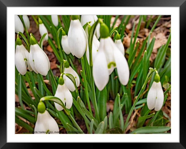 Snowdrops Framed Mounted Print by Chris Yaxley