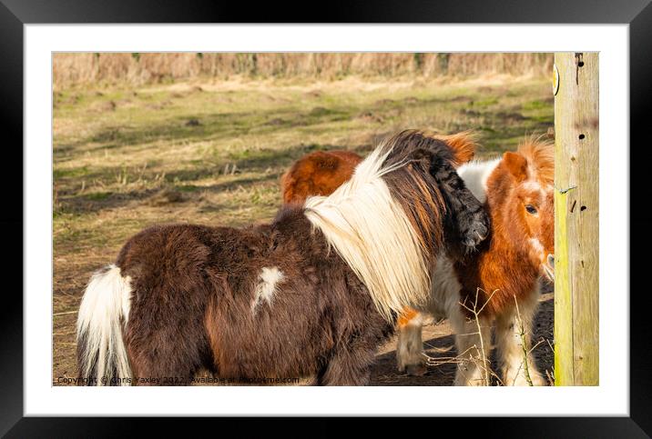 Shetland ponies Framed Mounted Print by Chris Yaxley