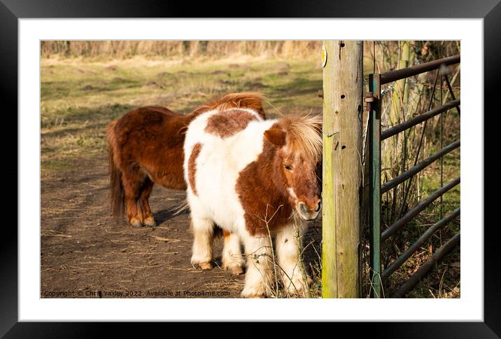 Pair of Shetland ponies Framed Mounted Print by Chris Yaxley