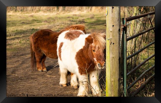 Pair of Shetland ponies Framed Print by Chris Yaxley