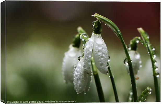Snowdrops after the rain. Canvas Print by Glyn Evans