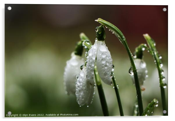 Snowdrops after the rain. Acrylic by Glyn Evans