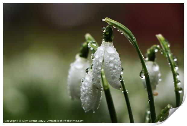Snowdrops after the rain. Print by Glyn Evans