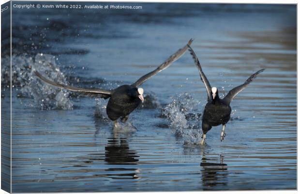 Coots in a splash Canvas Print by Kevin White