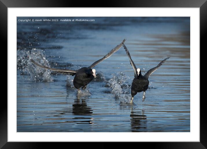 Coots in a splash Framed Mounted Print by Kevin White