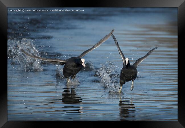 Coots in a splash Framed Print by Kevin White
