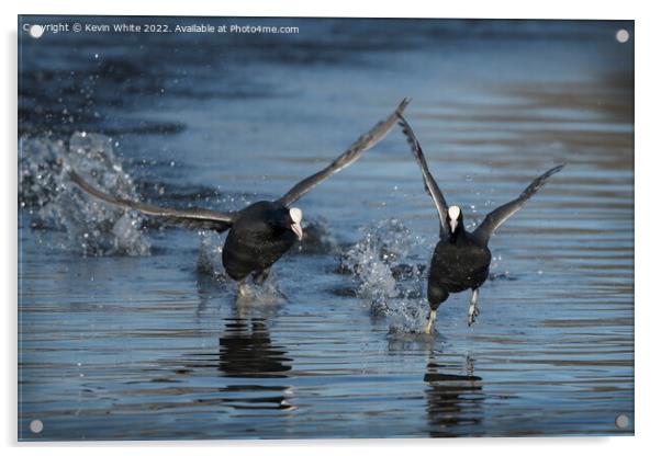 Coots in a splash Acrylic by Kevin White