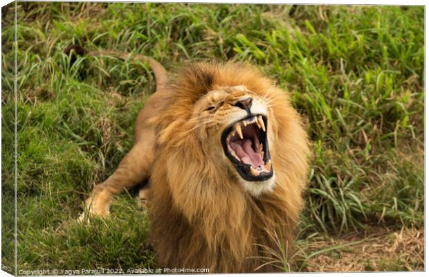 The real anger of Lion Canvas Print by Yagya Parajuli