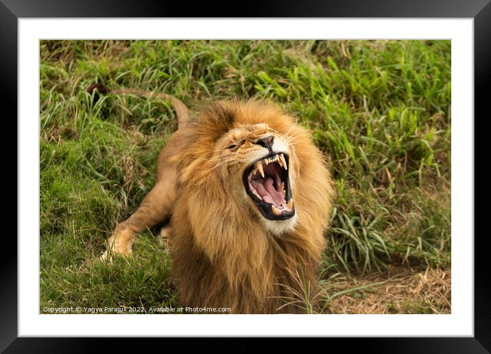 The real anger of Lion Framed Mounted Print by Yagya Parajuli