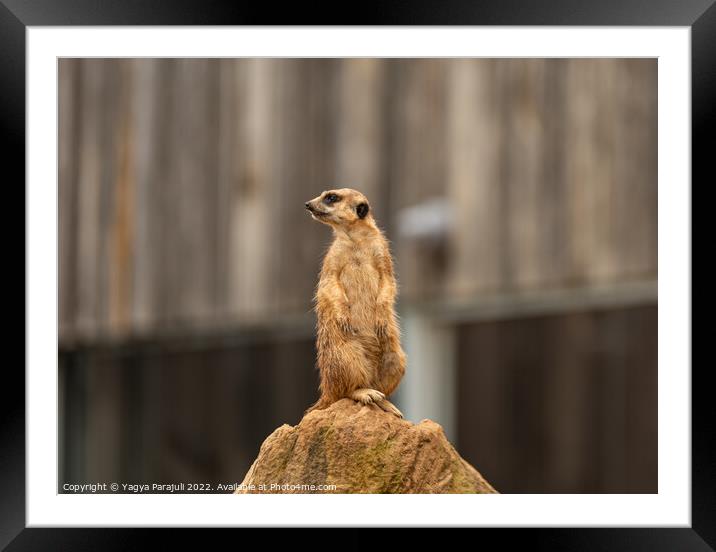 Meerkat view from top Framed Mounted Print by Yagya Parajuli