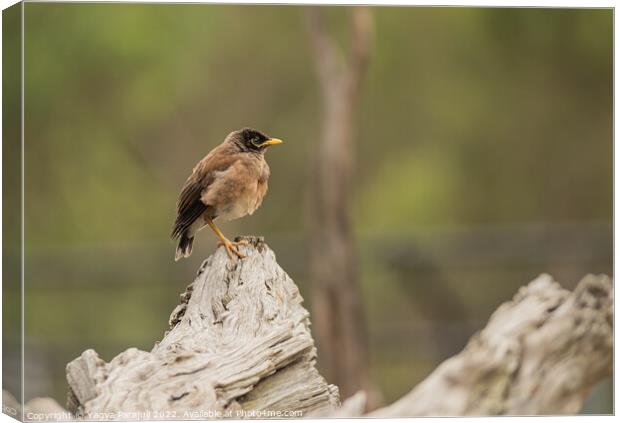 talking bird myna exotic Canvas Print by Yagya Parajuli