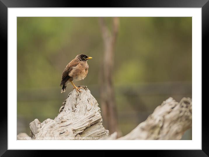 talking bird myna exotic Framed Mounted Print by Yagya Parajuli