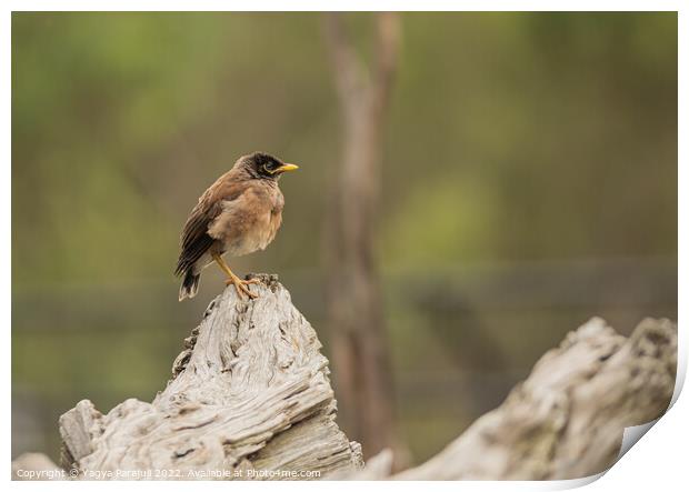 talking bird myna exotic Print by Yagya Parajuli