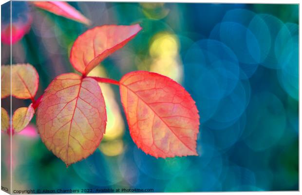 Rose Leaf Canvas Print by Alison Chambers