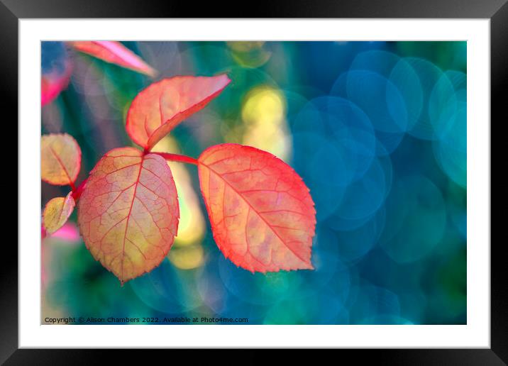 Rose Leaf Framed Mounted Print by Alison Chambers