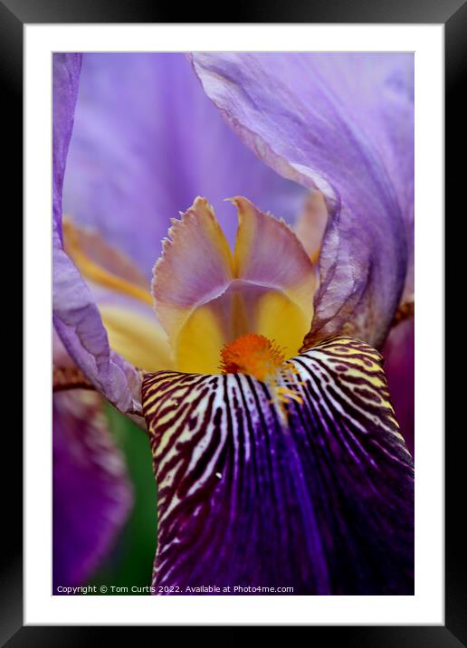 Bearded Iris Framed Mounted Print by Tom Curtis