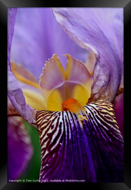 Bearded Iris Framed Print by Tom Curtis
