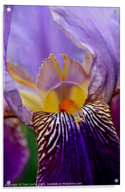 Bearded Iris Acrylic by Tom Curtis