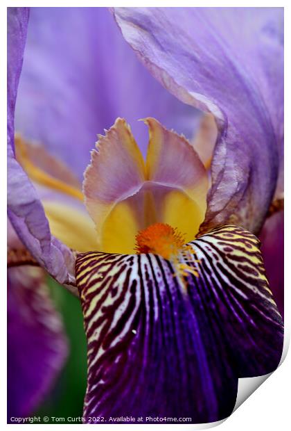 Bearded Iris Print by Tom Curtis