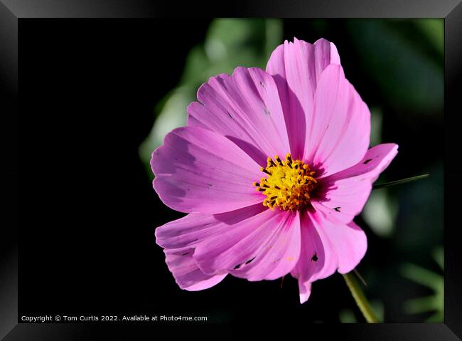 Cosmos Flower Pink Framed Print by Tom Curtis