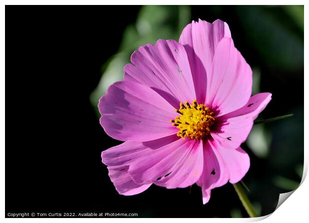 Cosmos Flower Pink Print by Tom Curtis