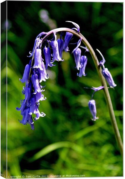 Common Bluebell Hyacinthoides Canvas Print by Tom Curtis