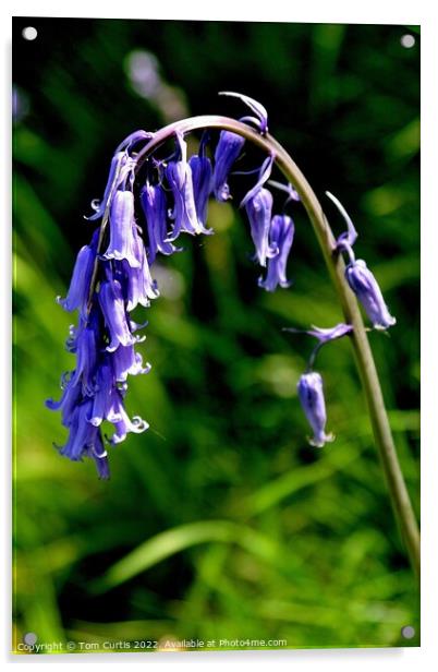 Common Bluebell Hyacinthoides Acrylic by Tom Curtis