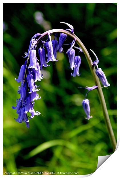 Common Bluebell Hyacinthoides Print by Tom Curtis