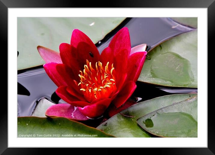 Water Lily Red Framed Mounted Print by Tom Curtis