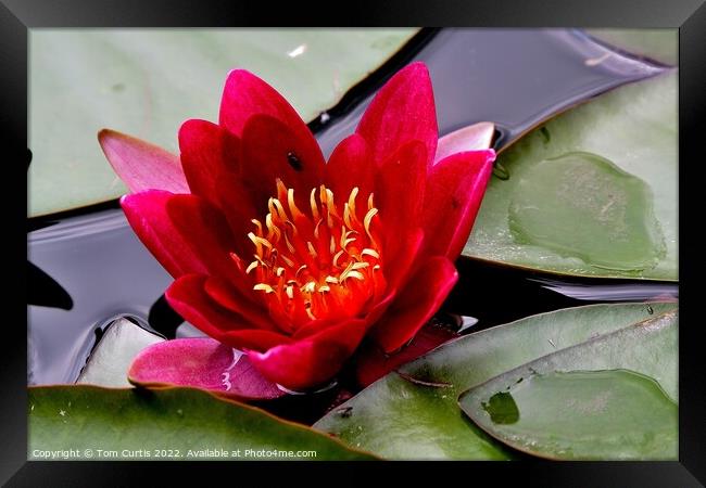 Water Lily Red Framed Print by Tom Curtis