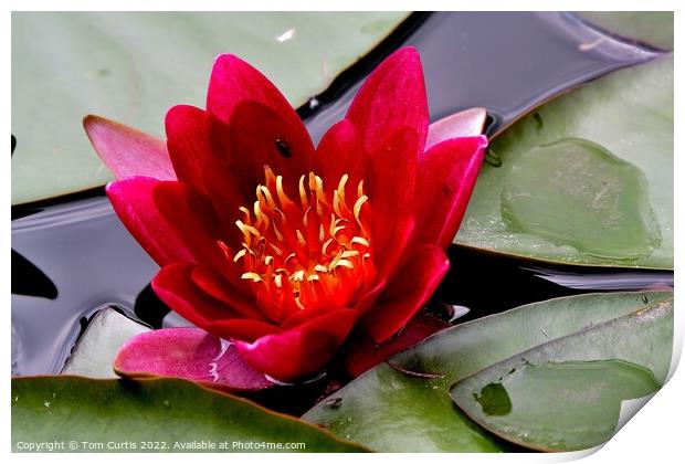 Water Lily Red Print by Tom Curtis