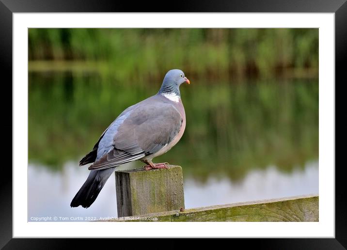 Wood Pigeon perched on post Framed Mounted Print by Tom Curtis