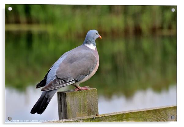 Wood Pigeon perched on post Acrylic by Tom Curtis