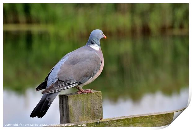 Wood Pigeon perched on post Print by Tom Curtis