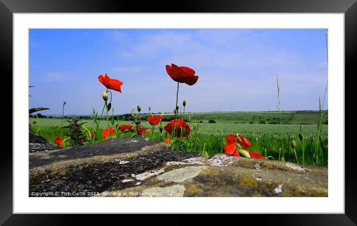 Wild Poppies in a field Framed Mounted Print by Tom Curtis