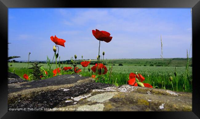 Wild Poppies in a field Framed Print by Tom Curtis