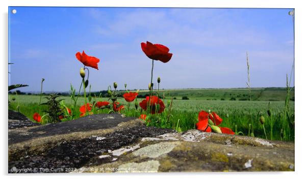 Wild Poppies in a field Acrylic by Tom Curtis