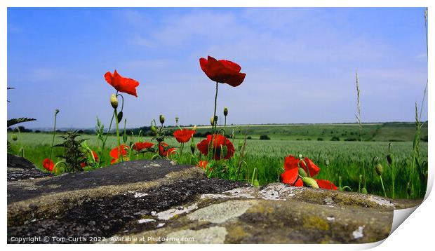 Wild Poppies in a field Print by Tom Curtis