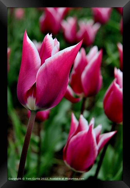 Tulip Ballade closeup Framed Print by Tom Curtis