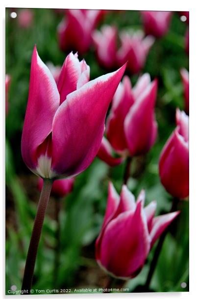 Tulip Ballade closeup Acrylic by Tom Curtis