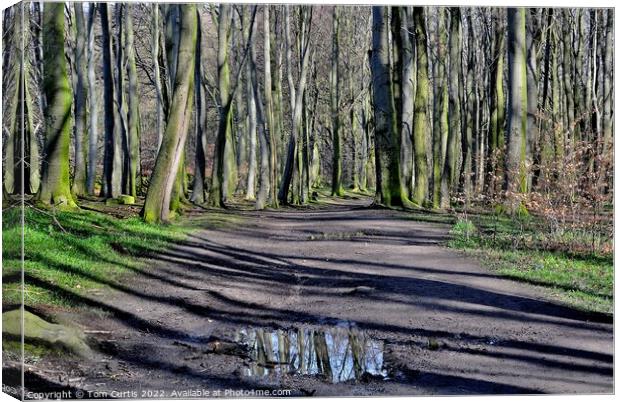 Wombwell Woods South Yorkshire Canvas Print by Tom Curtis