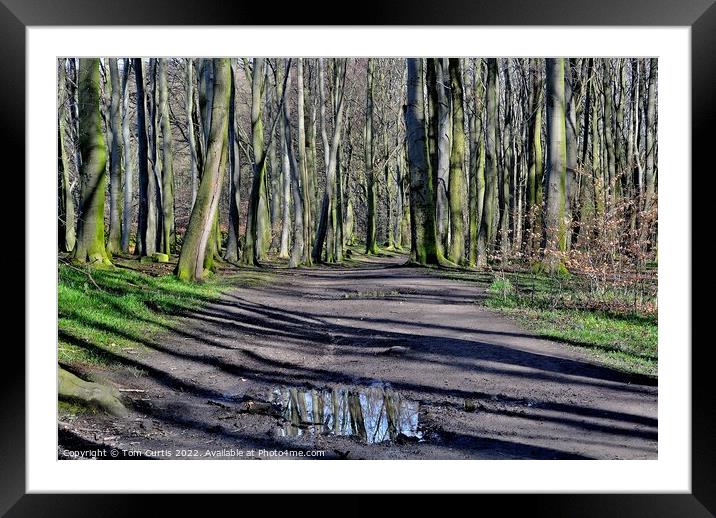 Wombwell Woods South Yorkshire Framed Mounted Print by Tom Curtis