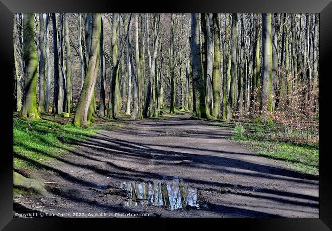 Wombwell Woods South Yorkshire Framed Print by Tom Curtis