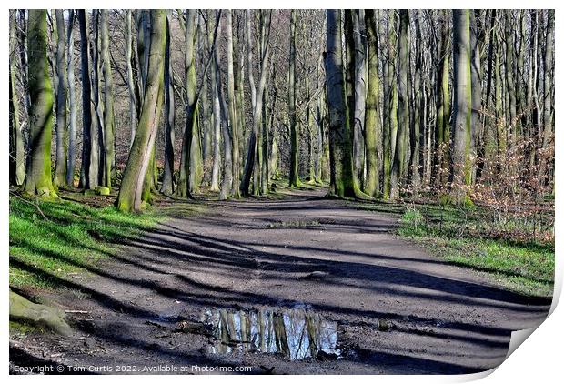 Wombwell Woods South Yorkshire Print by Tom Curtis